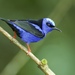 Blue Honeycreepers - Photo (c) Luiz Fernando Matos, all rights reserved, uploaded by Luiz Fernando Matos