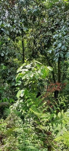 Cinnamomum bejolghota