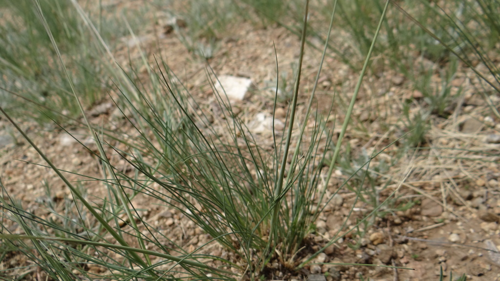 Stipa tianschanica klemenzii from Hustai National Park on June 16, 2023 ...