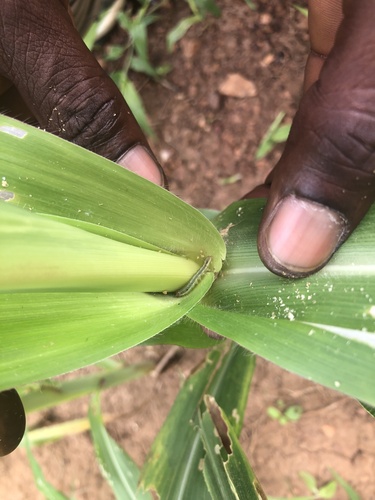 Fall Armyworm Moth