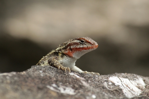 Rose-bellied Lizard