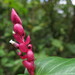 Cavendishia complectens - Photo (c) Jessie Aguilar, todos os direitos reservados, uploaded by Jessie Aguilar
