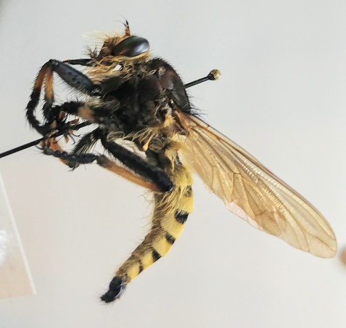 Red-footed Cannibal Fly