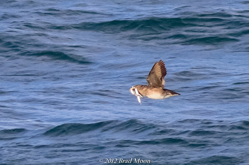 Rhinoceros Auklet