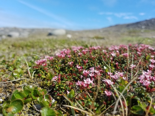 alpine azalea