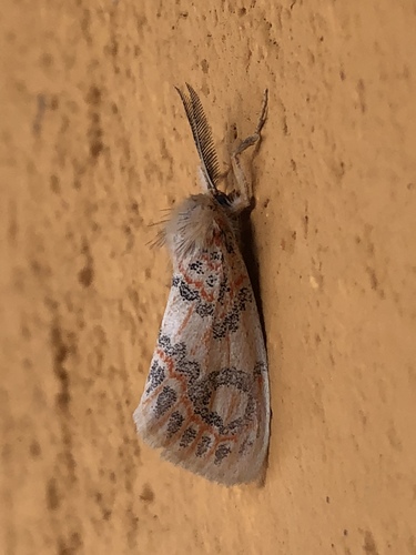 Euproctoides acrisia