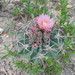Echinocactus texensis - Photo (c) Rosy Badillo (TzotzRox), todos os direitos reservados, uploaded by Rosy Badillo (TzotzRox)