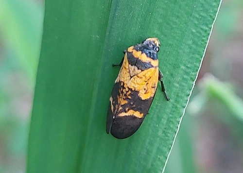 Locris maculata