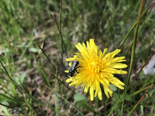 iNaturalist observation photo of Mason Bees