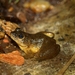 Mantidactylus - Photo (c) devinedmonds, todos los derechos reservados, subido por devinedmonds