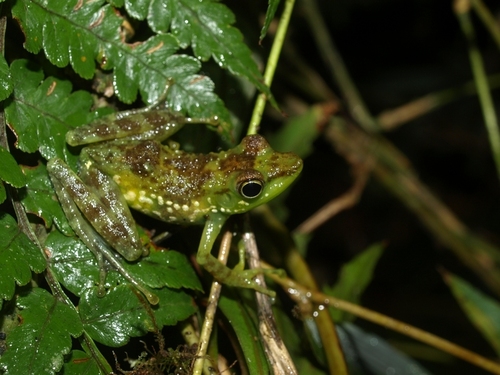 Folohy Madagascar Frog