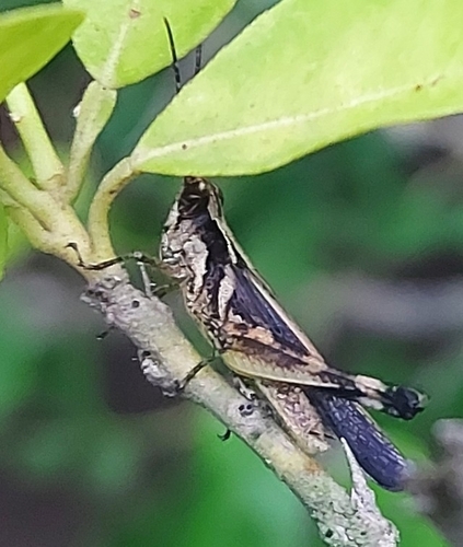 Chirista compta