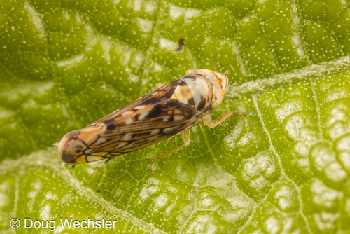 Scaphoideus pullus DeLong & Mohr, 1936