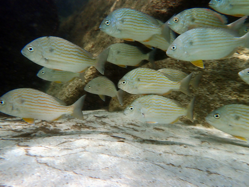 Western Atlantic Seabream