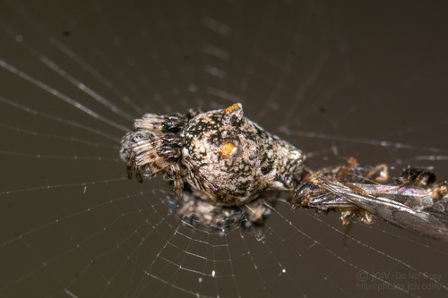 Walckenaer's Trashline Orbweaver