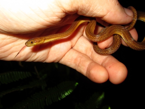 Ranomafana Big-headed Snake