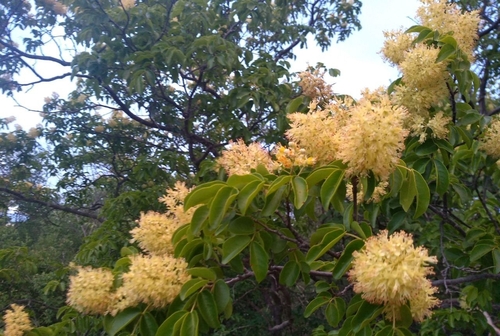 Diptychandra aurantiaca epunctata