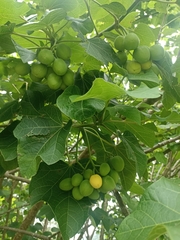 Jatropha curcas image