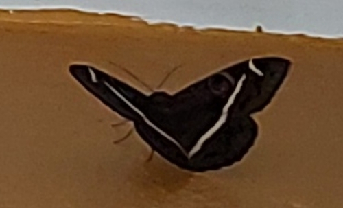 Creamstriped Owl