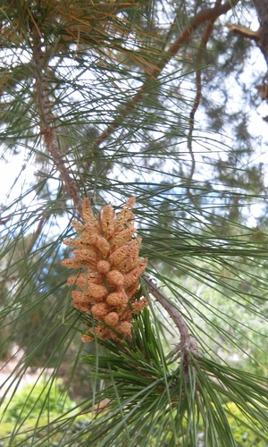Gregg's pine