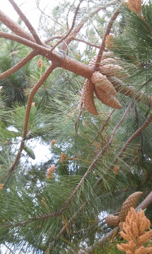 Gregg's pine