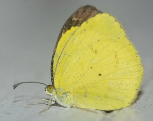 Mimosa Yellow