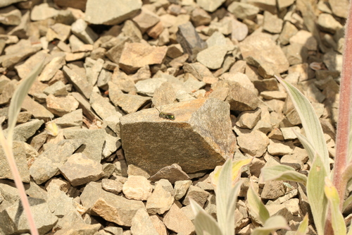 Kinecaid's mason bee