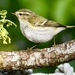 Yellow-browed Warbler - Photo (c) dickypa, all rights reserved