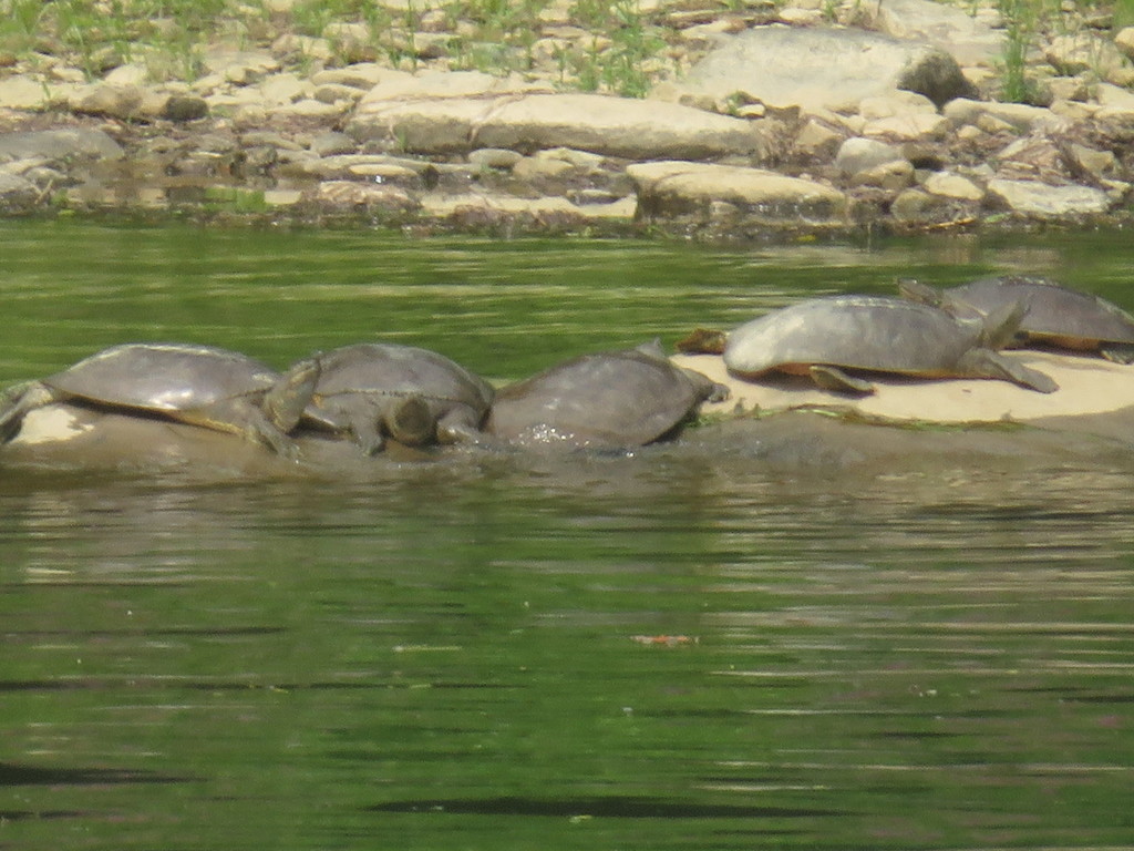 Softshell Eastern Eastern Spiny Softshell from Oil City, PA 16301, USA on August 20, 2018 ...