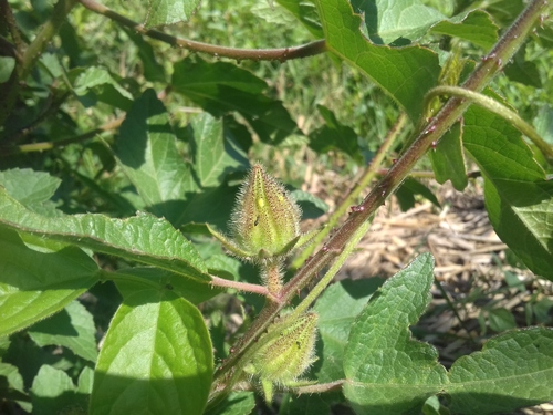 Prickly Hibiscus