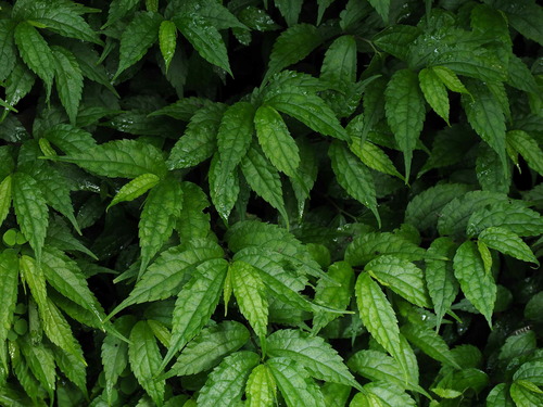 Elatostema cyrtandrifolium