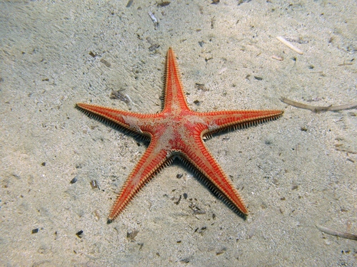 astropecten aurantiacus