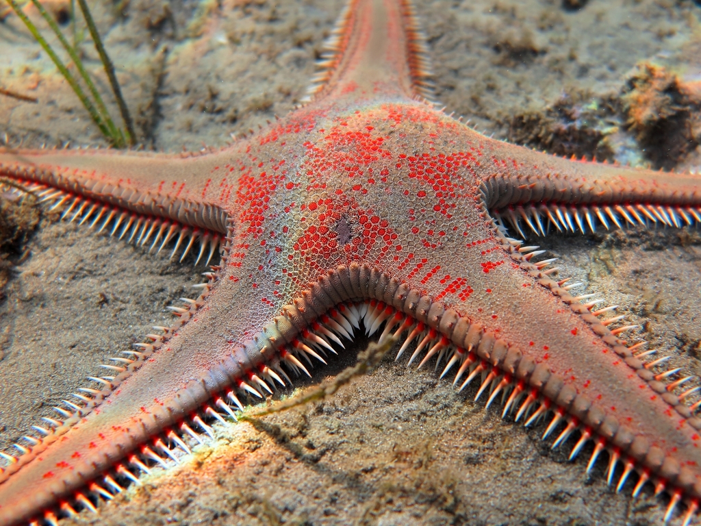 astropecten aurantiacus