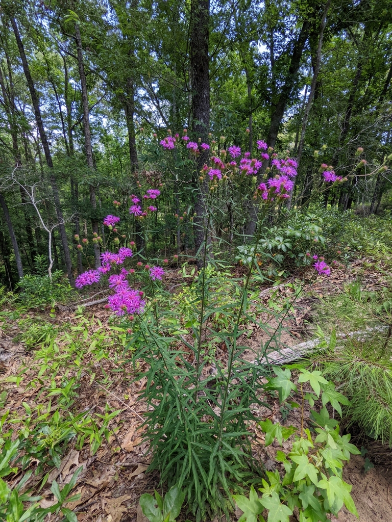 Narrow Leaf Ironweed in June 2023 by Eric Ungberg · iNaturalist