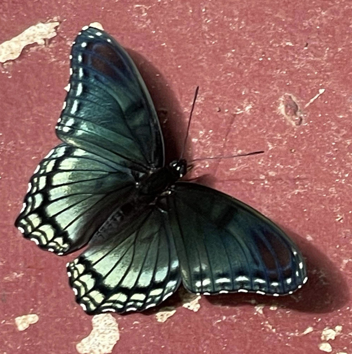 Red-spotted Admiral from Wilson, OK, US on June 16, 2023 at 05:05 PM by ...