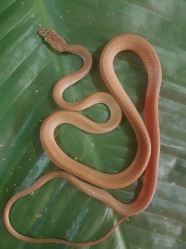 Uganda House Snake