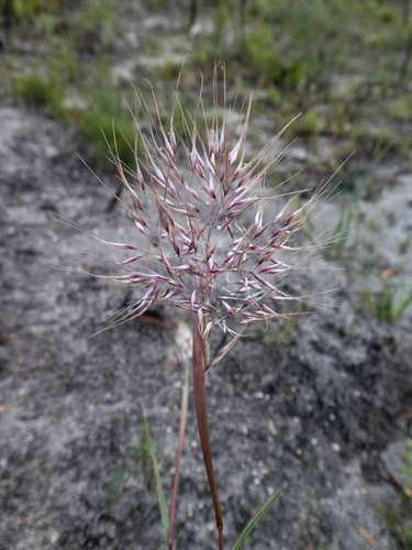 Pentameris viscidula