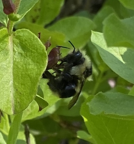 iNaturalist observation photo of Vancouver Bumble Bee