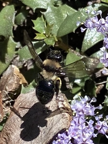 iNaturalist observation photo of Bees