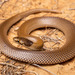Curl Snake - Photo (c) Jono Dashper, all rights reserved, uploaded by Jono Dashper