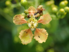 Image of Banisteriopsis padifolia