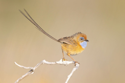 Stipiturus malachurus (Shaw, 1798)