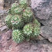 Mammillaria voburnensis collinsii - Photo (c) Horacio V. Barcenas, όλα τα δικαιώματα διατηρούνται, uploaded by Horacio V. Barcenas
