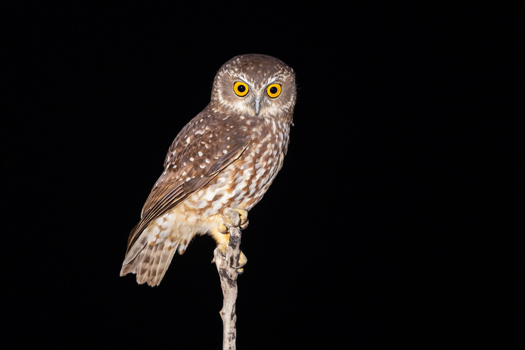 Tasmanian Boobook (Ninox leucopsis) photo