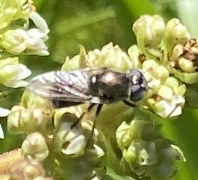 iNaturalist observation photo of Hover Flies