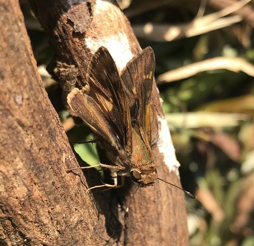 Pompeius Skipper
