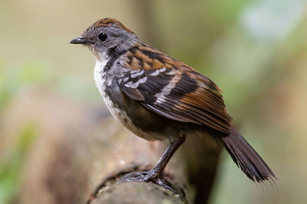 Australian Logrunner photo