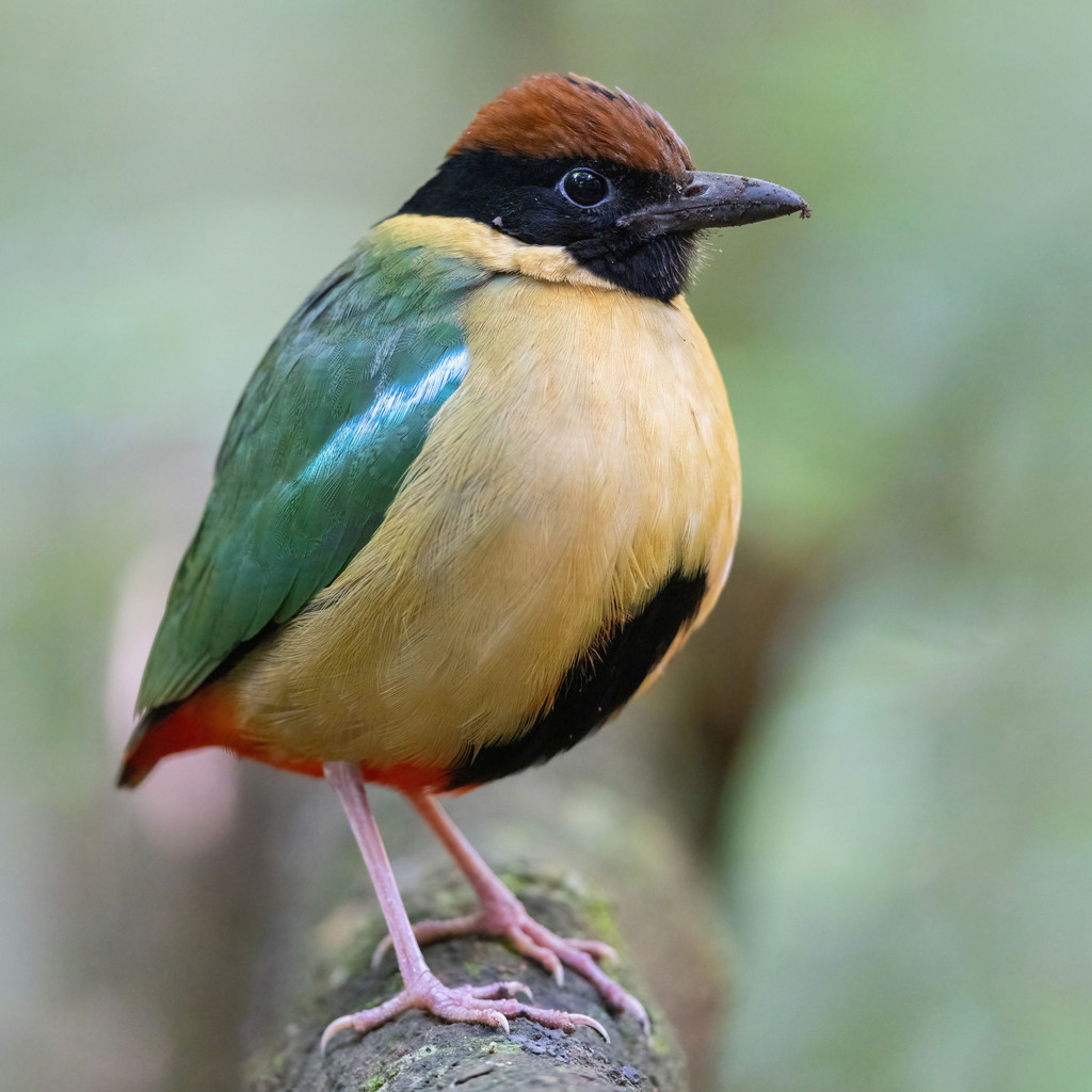Noisy Pitta (Pitta versicolor) photo