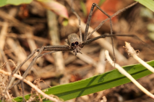 Deinopis longipes