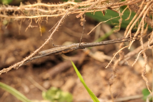 Deinopis longipes